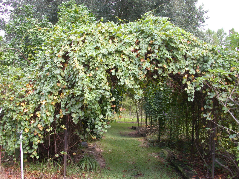 Arbor Grape1