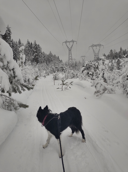 border collie skitur Igletjern