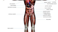 What Are The Effects Of Drinking Alcohol