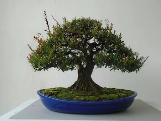 bonsai