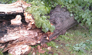 Lime Tree - Tilia Ruskin Park