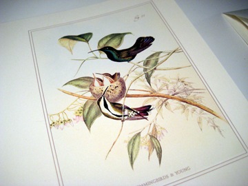 Hummingbird greeting card