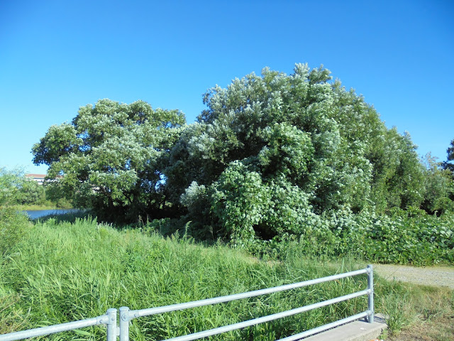 日吉津公園