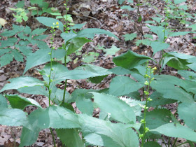 Zig-Zag Goldenrod