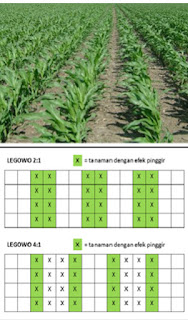 Tanam jagung sistem jajar legowo