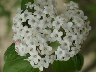 Viorne de Burkwood - Viburnum x burkwoodii