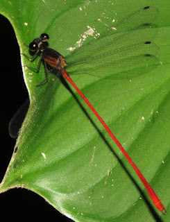 Heteragrion erythrogastrum, Red-and-black Flatwing