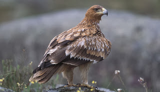 Águila imperial - Doñana