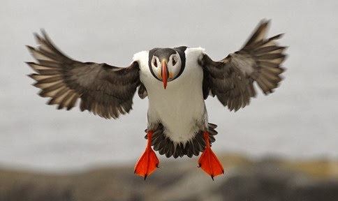 Amazing Pictures of Animals, Photo, Nature, Incredibel, Funny, Zoo, Puffins, Bird, Aves, Alex (4)