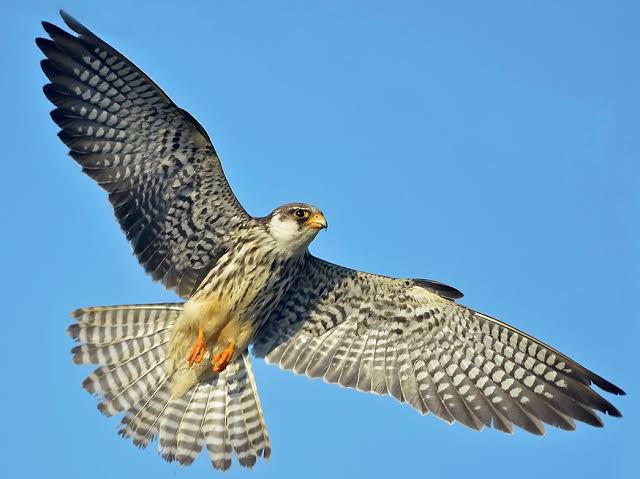 AMUR FALCONS(అమూర్ ఫాల్కన్లు)