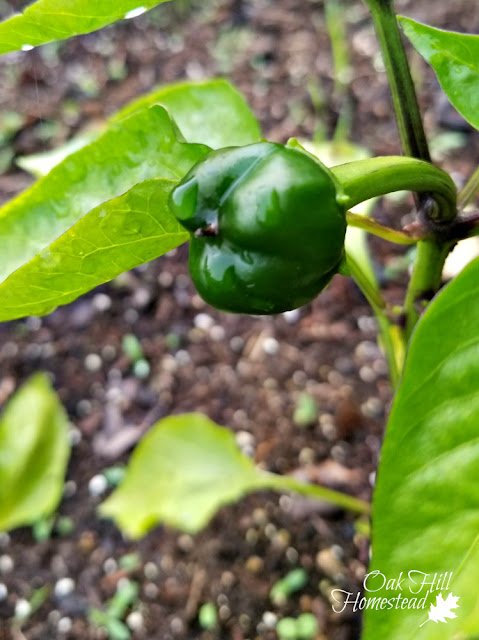 A young green pepper