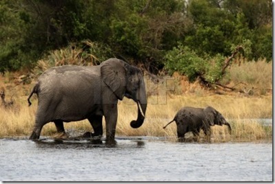 mamá elefante