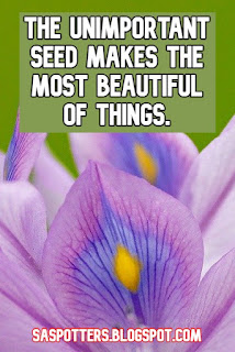 The unimportant seed makes the most beautiful of things.