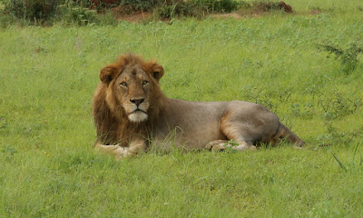 3 Day Wildlife Safari -Queen Elizabeth National Park- Short Safari in Uganda