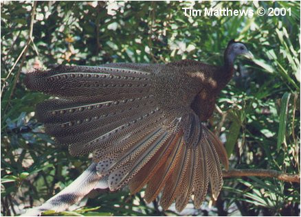 Top Konsep Burung Ruai, Kerajinan Gelang