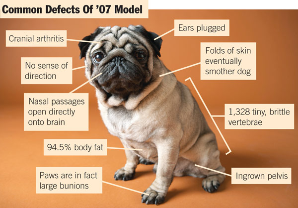 pugs dog doodle