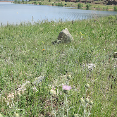 Colorado grassland