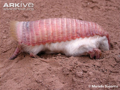 Lesser fairy Armadillo