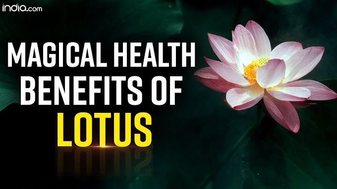 Top health benefits of Lotus flower | Weigh loss | Improves Gut health 