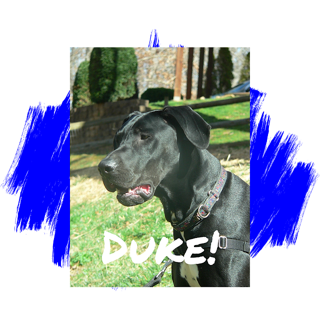 Great Dane Dog Adoption