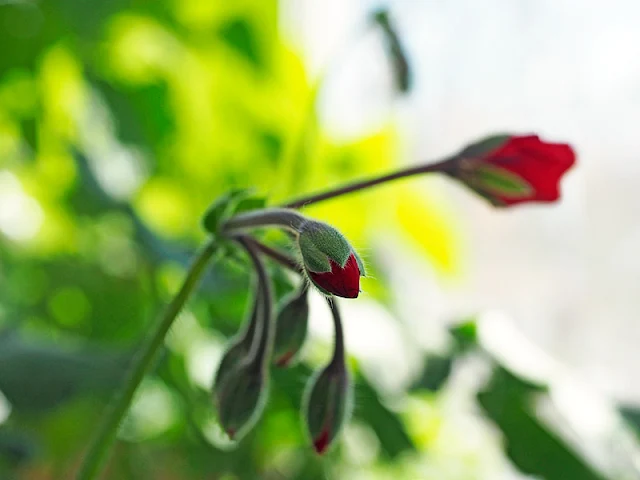 geranium bud blooms in winter potted overwintering