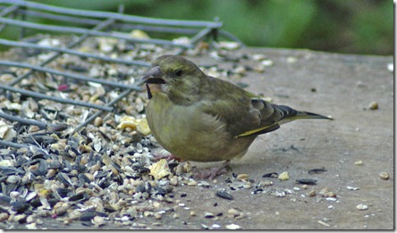 greenfinch 100