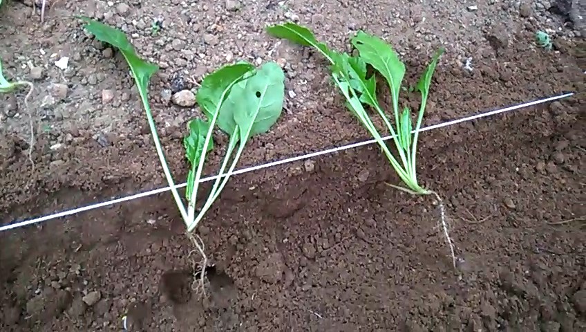 Make a planting hole the approximate size of the seedling plug with a trowel or dibber.