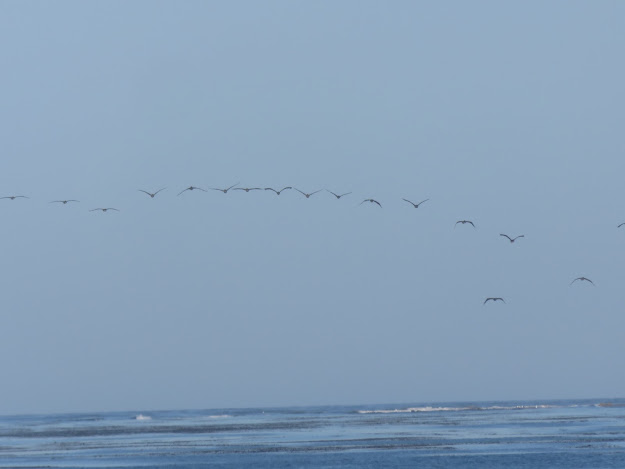 Pelicans