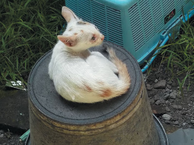 Foto-Foto Anak Kucing Lucu di Luar Jendela Kamar Kost Gue 10