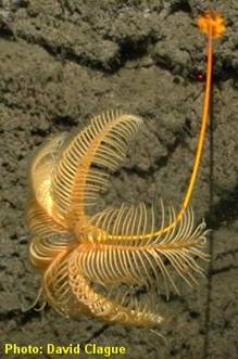 Crinoidea BLOG PEMBELAJARAN BIOLOGI