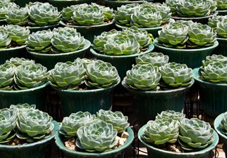 pots at temple