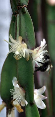 Lepismium paradoxum / Rhipsalis paradoxo