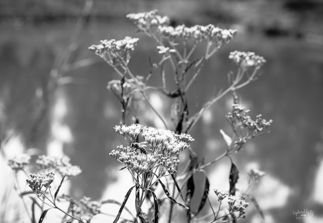 bee on a weed