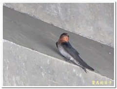 20110612_100113_053_ShuangxiRiver.MOV_snapshot_00.07_[2011.06.15_11.52.52]
