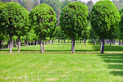 Greenery in Summer