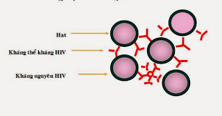 kháng nguyên protein p24