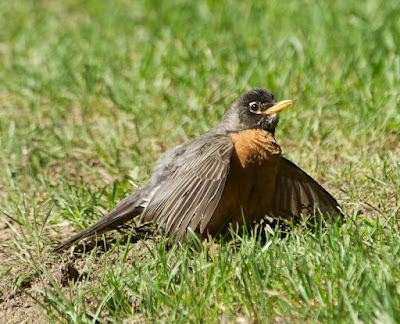 American Robin (Turdus migratorius)