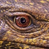 Varanus