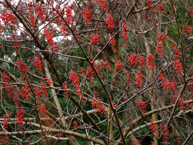 Idesia polycarpa