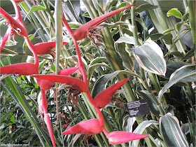 Heliconia en el Jardín Botánico Montreal