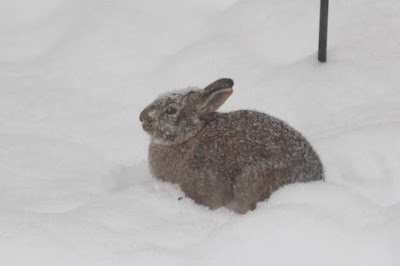 a rabbit in white is NOT A WHITE RABBIT