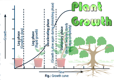 CBSE Class 11 - Biology - Understanding Plant Growth (#cbsenotes)(#eduvictors)