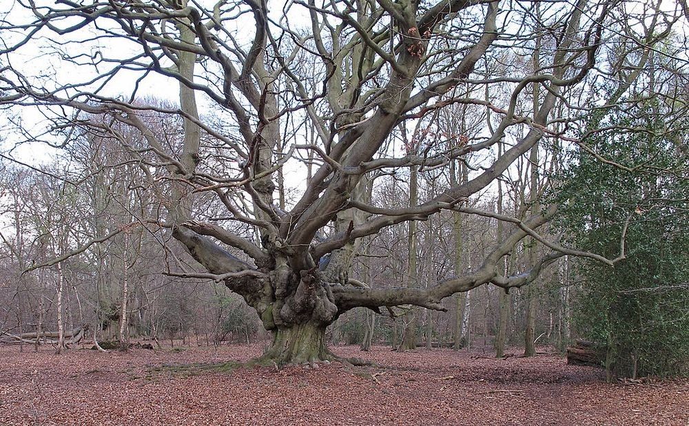 whomping-willow-1