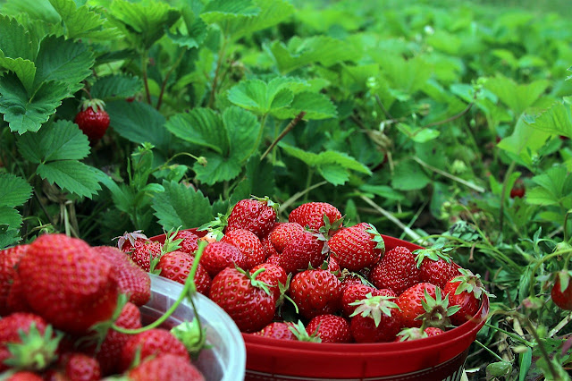Menanam Buah, Cara menanam strawberry, Pupuk yang cocok untuk strawberry, cara budidaya strowberi organik, manfaat strowberry bagi kesehatan, Cara perawatan pada tanaman strawberry, strawberry