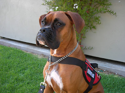 boxer-dog-training-guide