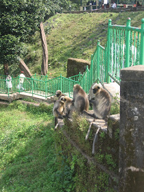 Monkeys in Jog