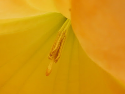 黃花曼陀羅的雄蕊與雌蕊