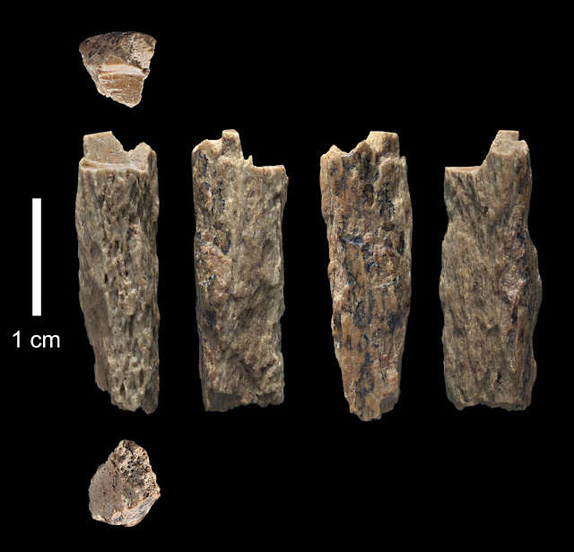  at to the lowest degree ii groups of hominins inhabited Eurasia  For You Information - Neanderthal mother, Denisovan father: Newly-sequenced genome sheds low-cal on interactions betwixt ancient hominins