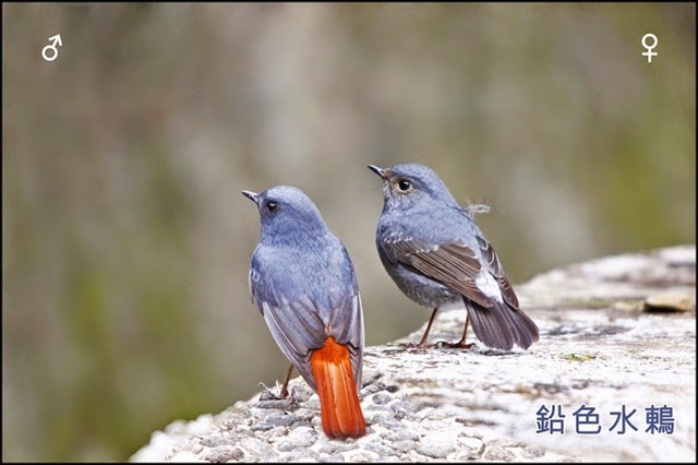 zzbird02005A