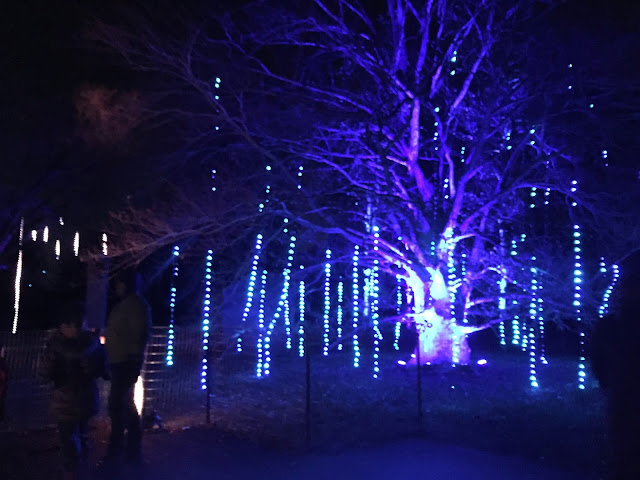 Tinsel trees a-glittering at Morton Arboretum